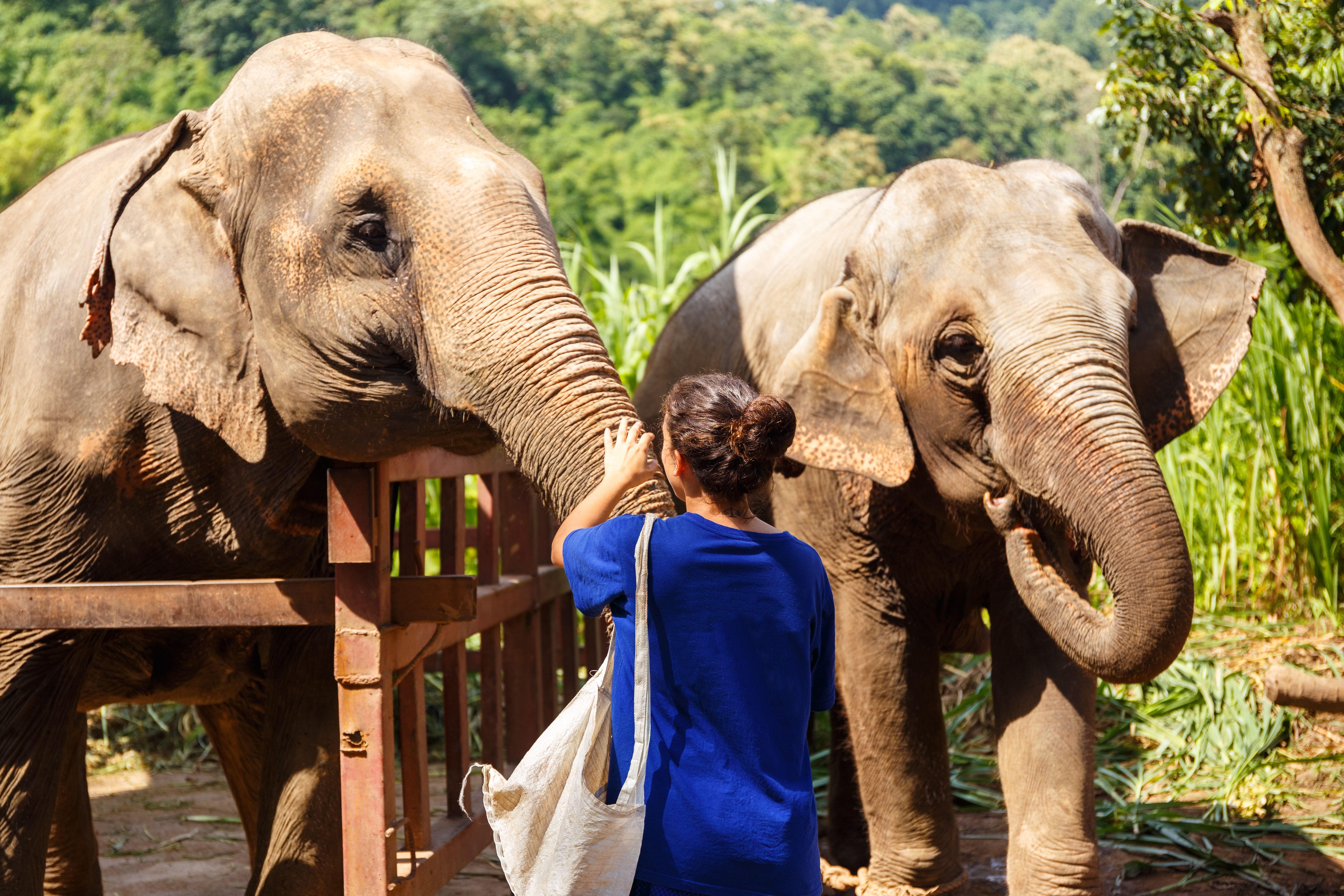 Chiang Mai Elephant Sanctuaries