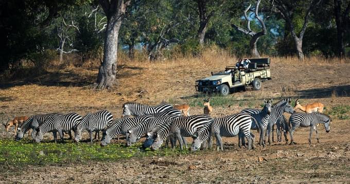 Game Drives Along the Luangwa River