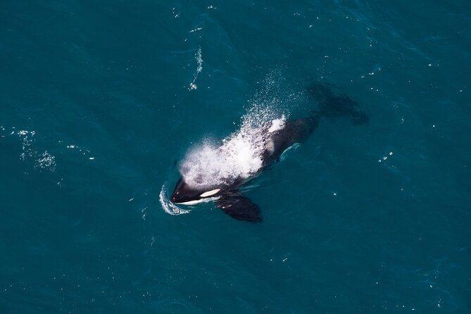 Whale in Kaikoura Whale Watching Tours