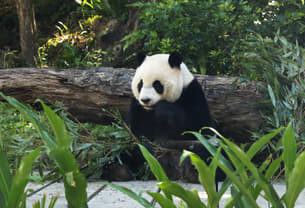 Krnnafcmjxr6n0159ugwz8r3b2on taipei%20zoo%201