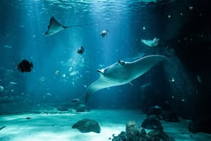 Nausicaa Tickets, Boulogne-sur-Mer