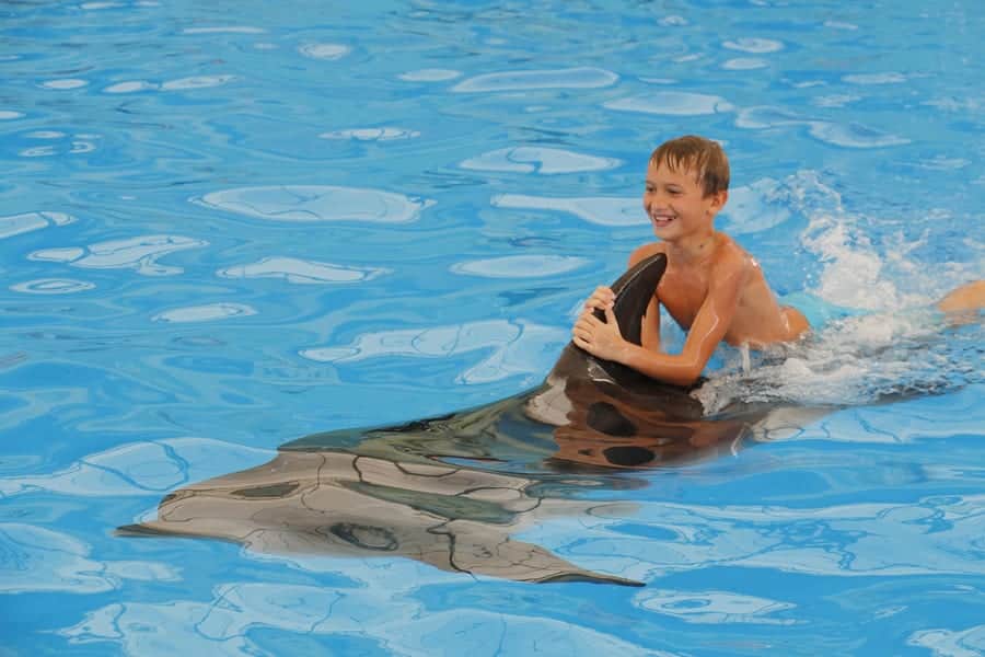 Watch the Dolphins