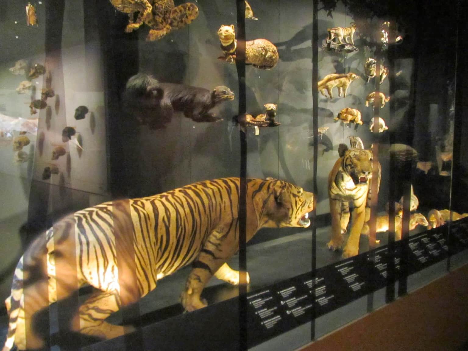Lee Kong Chian Natural History Museum, <em>Singapore</em>