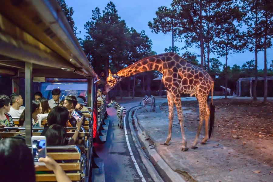 Chiang Mai Night Safari Park Tours Image