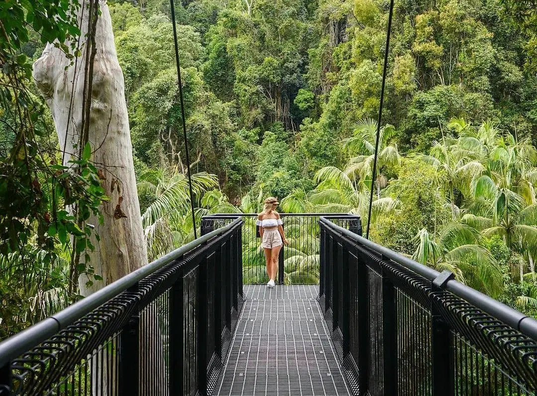 Tamborine Rainforest Skywalk