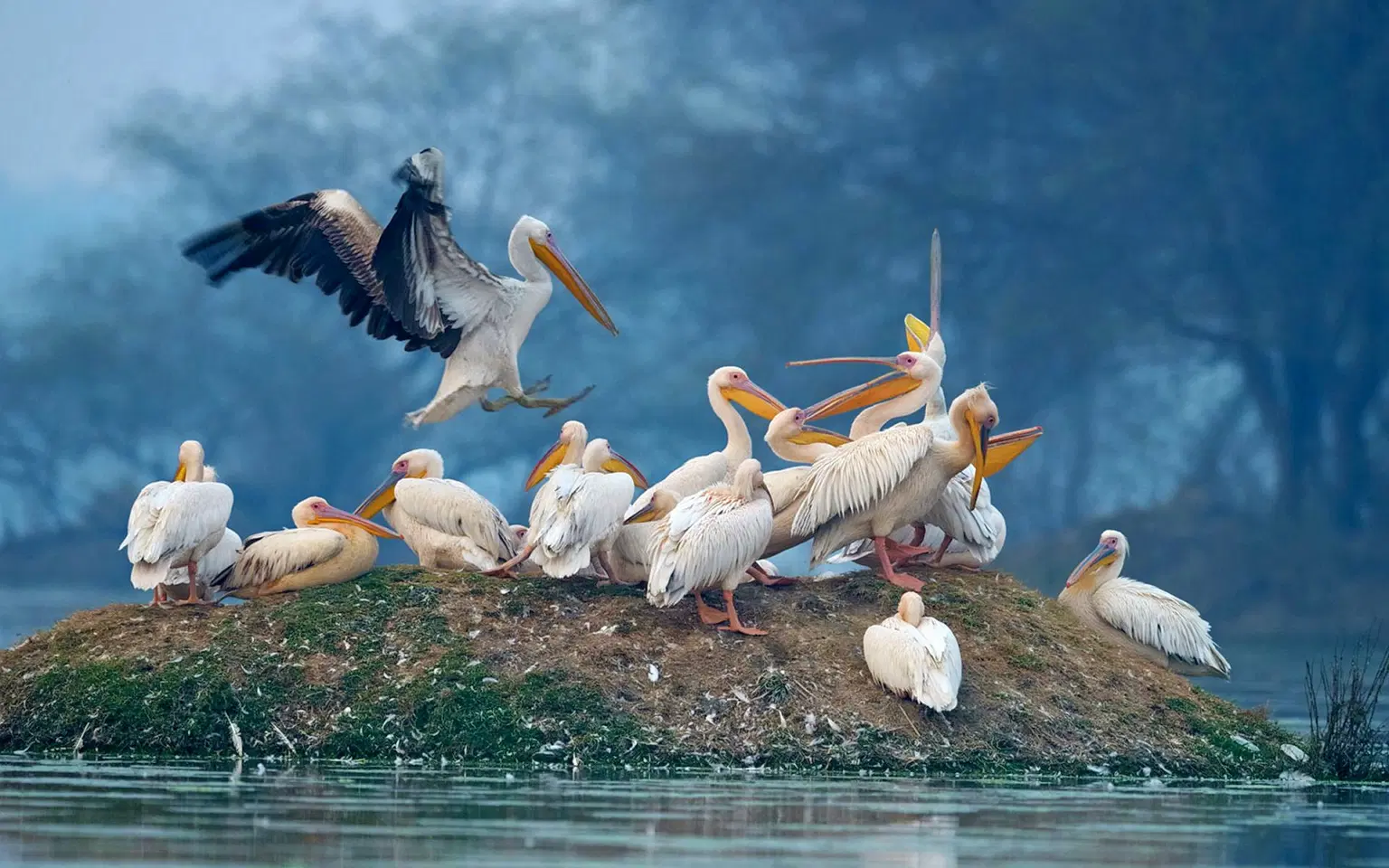 Kilbury Bird Sanctuary