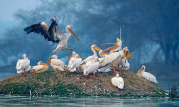 Ktpx3b51kstz39qc17ukuk00jdya 1571482134 isle of pelicans keoladeo ghana national park bharatpur india desktop wallpaper hd 2560x1440 1920x1200
