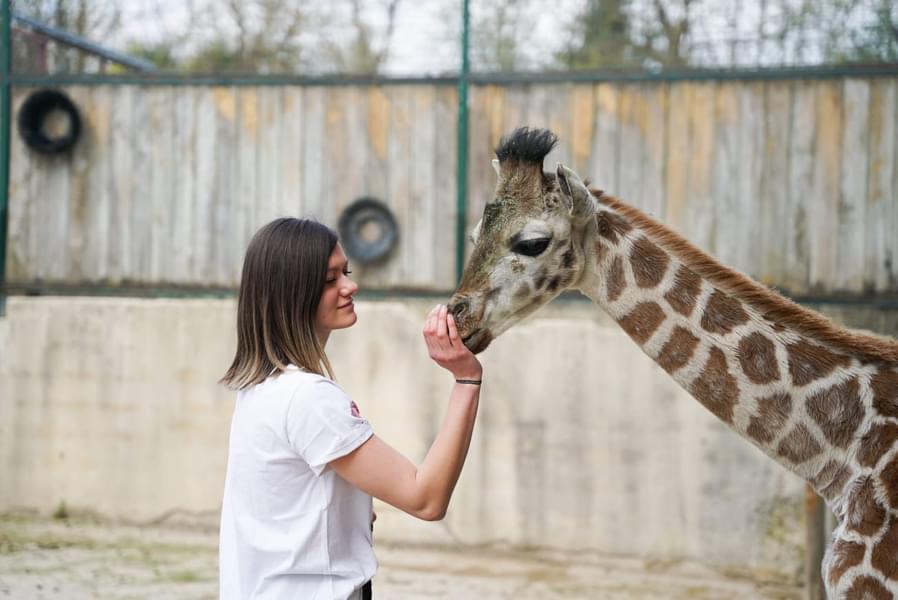 Interact with the tallest mammals of the zoo