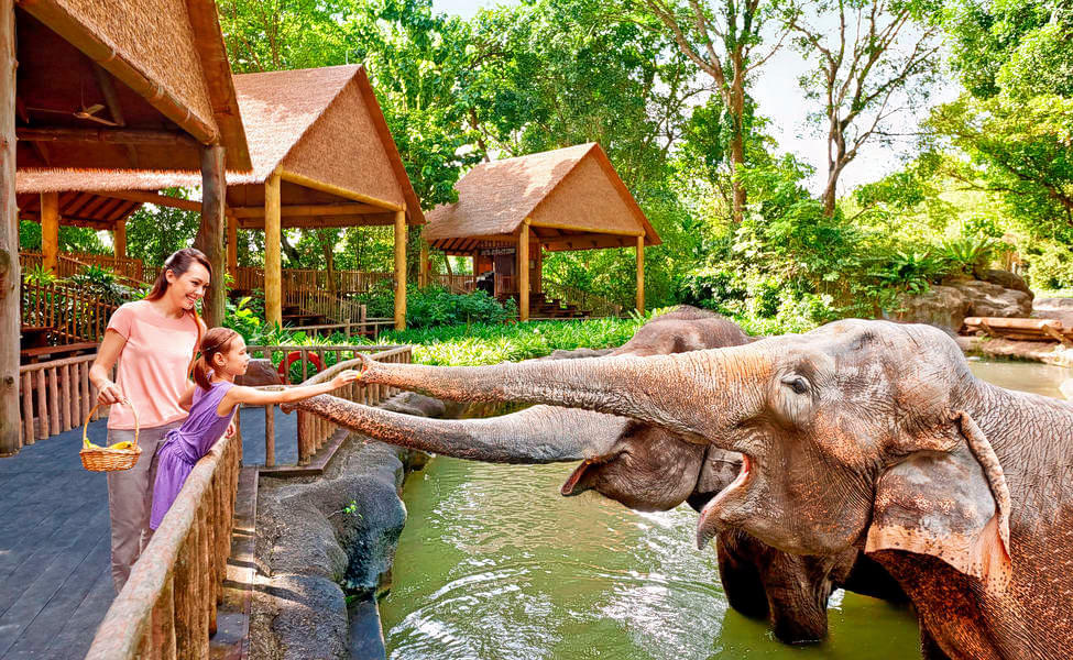 Singapore Zoo & Singapore Night Safari Tickets Combo Image