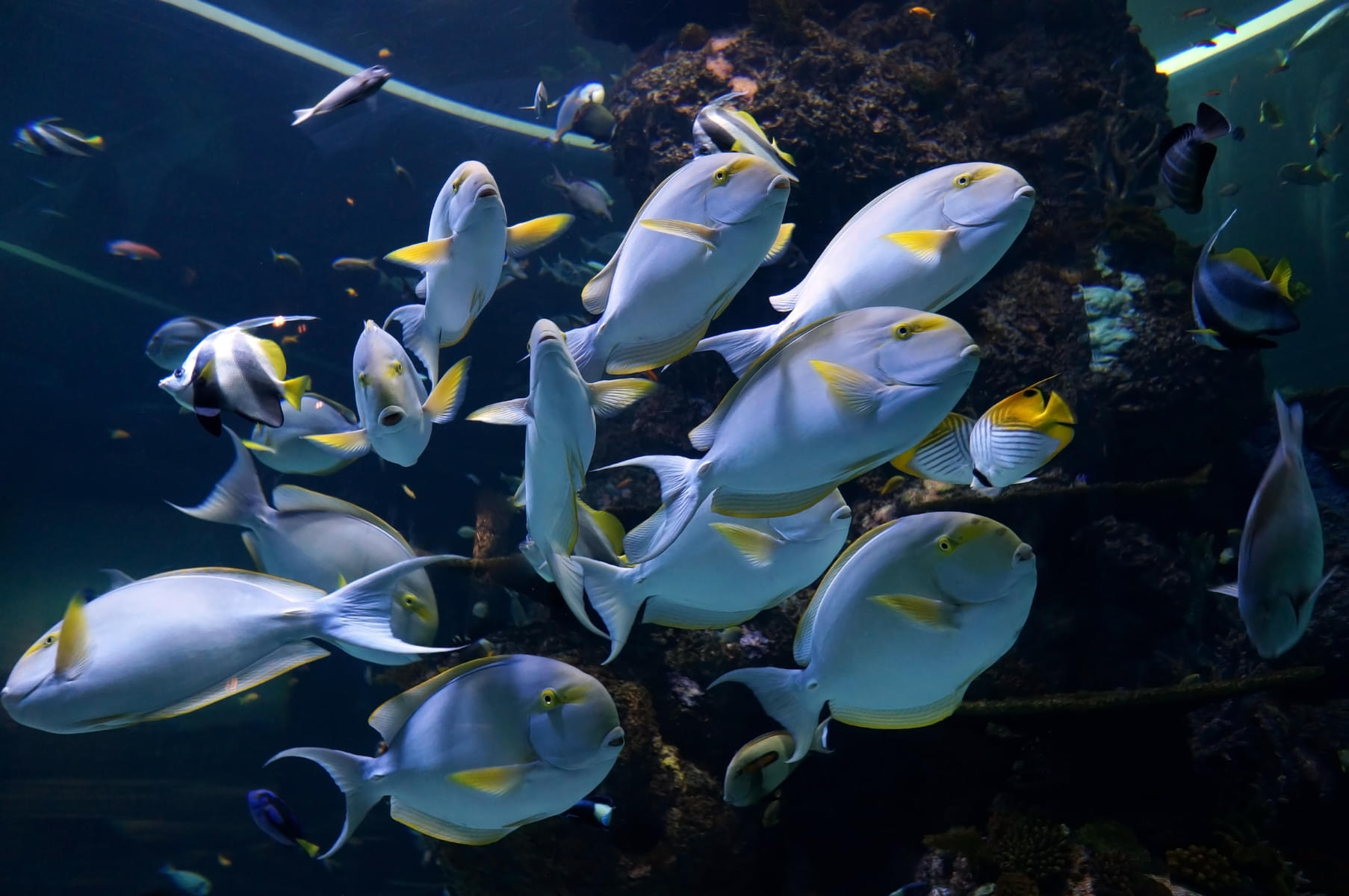 Admire adorable Blue Tang fishes while exploring the Ocean Floor