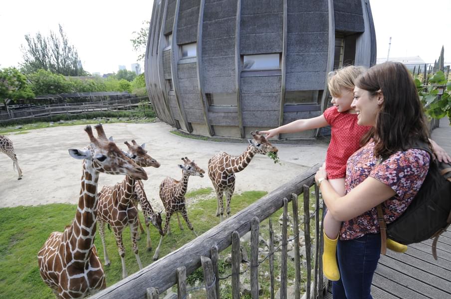 Feed the giraffe's and have an amazing interactive experience