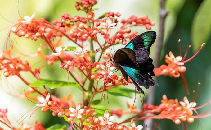 Butterflies Up-Close Singapore