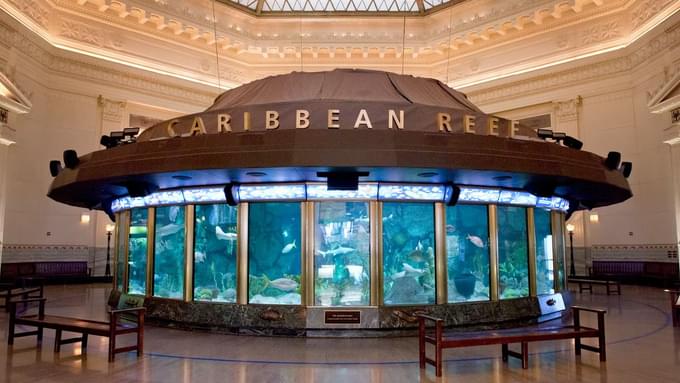 Caribbean Reef