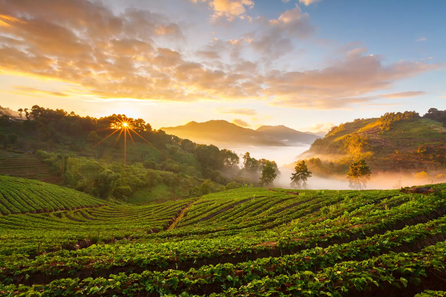 Ooty and Coonoor Tour Package| A Journey Through Tamil Nadu Hill Stations