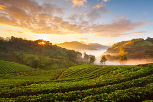 Tea plantations of Coonoor