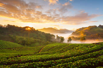 Tea plantations of Coonoor