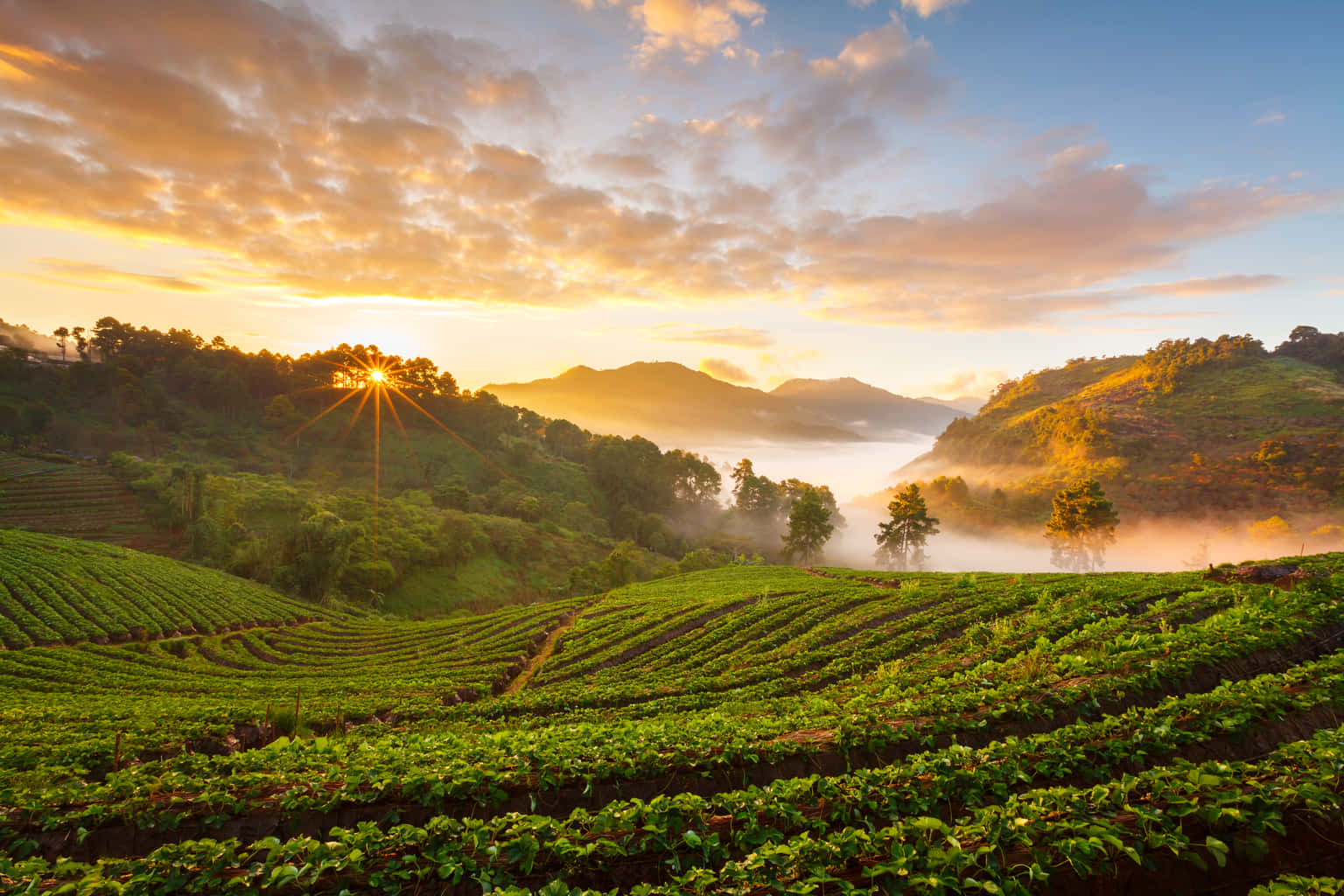Ooty and Coonoor Tour Package| A Journey Through Tamil Nadu Hill Stations