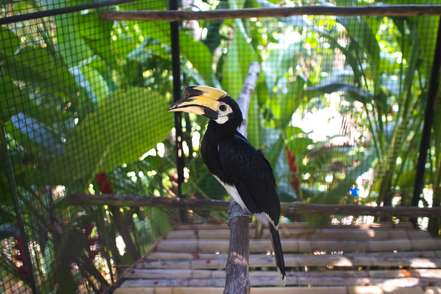Hornbills and Ostriches