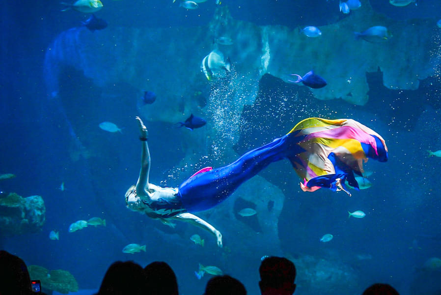 Aquaria Phuket Tickets Image