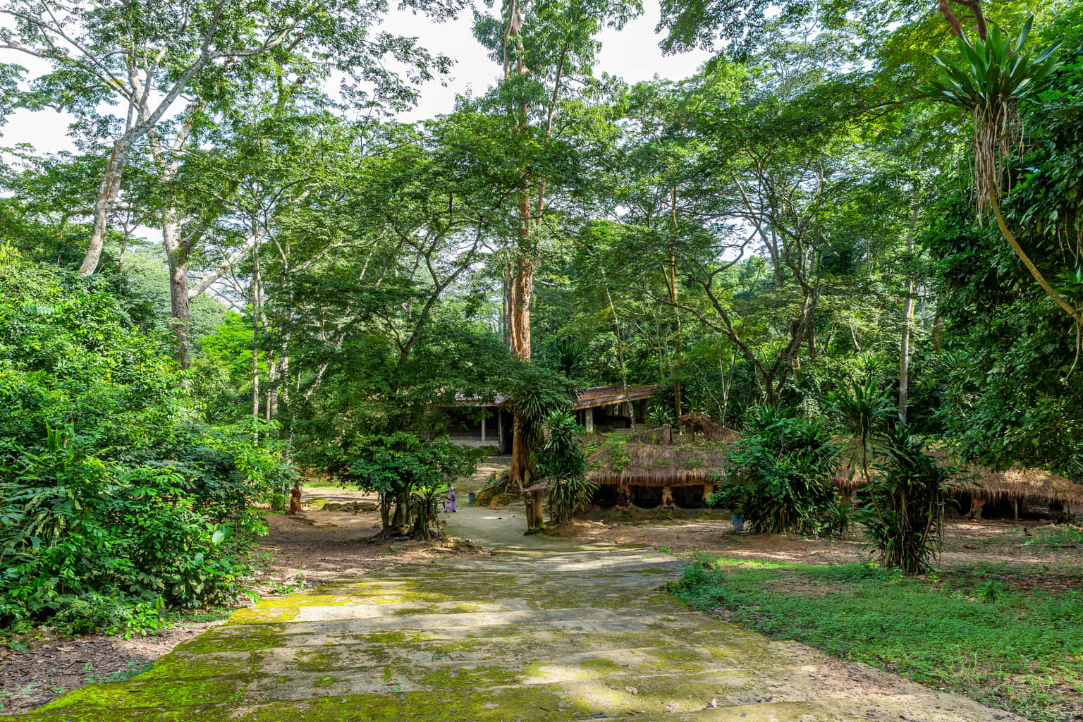 Sacred Osun Grove