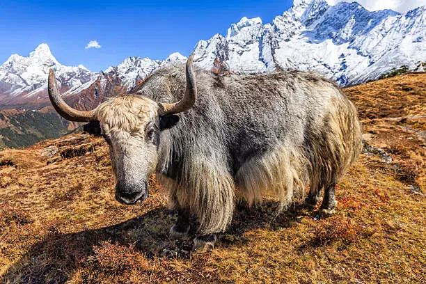 Spot the unique Himalayan wildlife