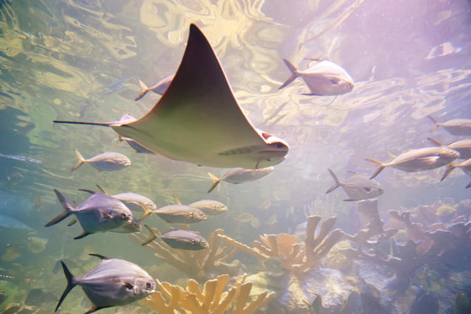 Stingray Bay Exhibit