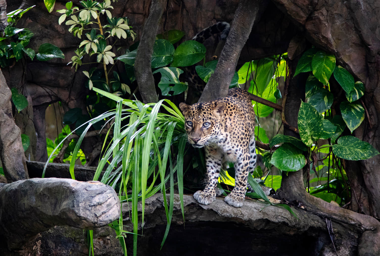 Spot Wildlife at Dachigam National Park