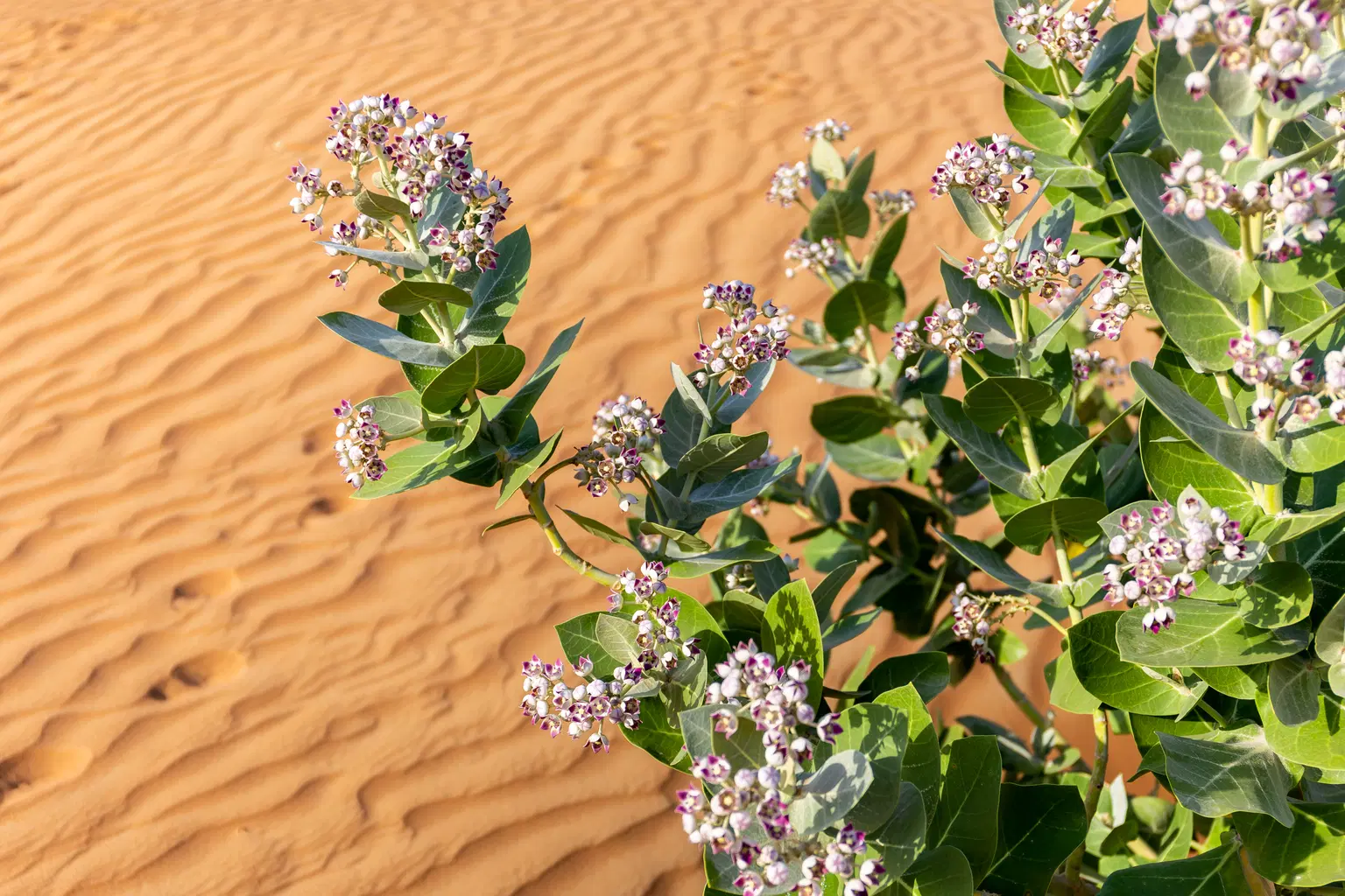 Sharjah Desert Park