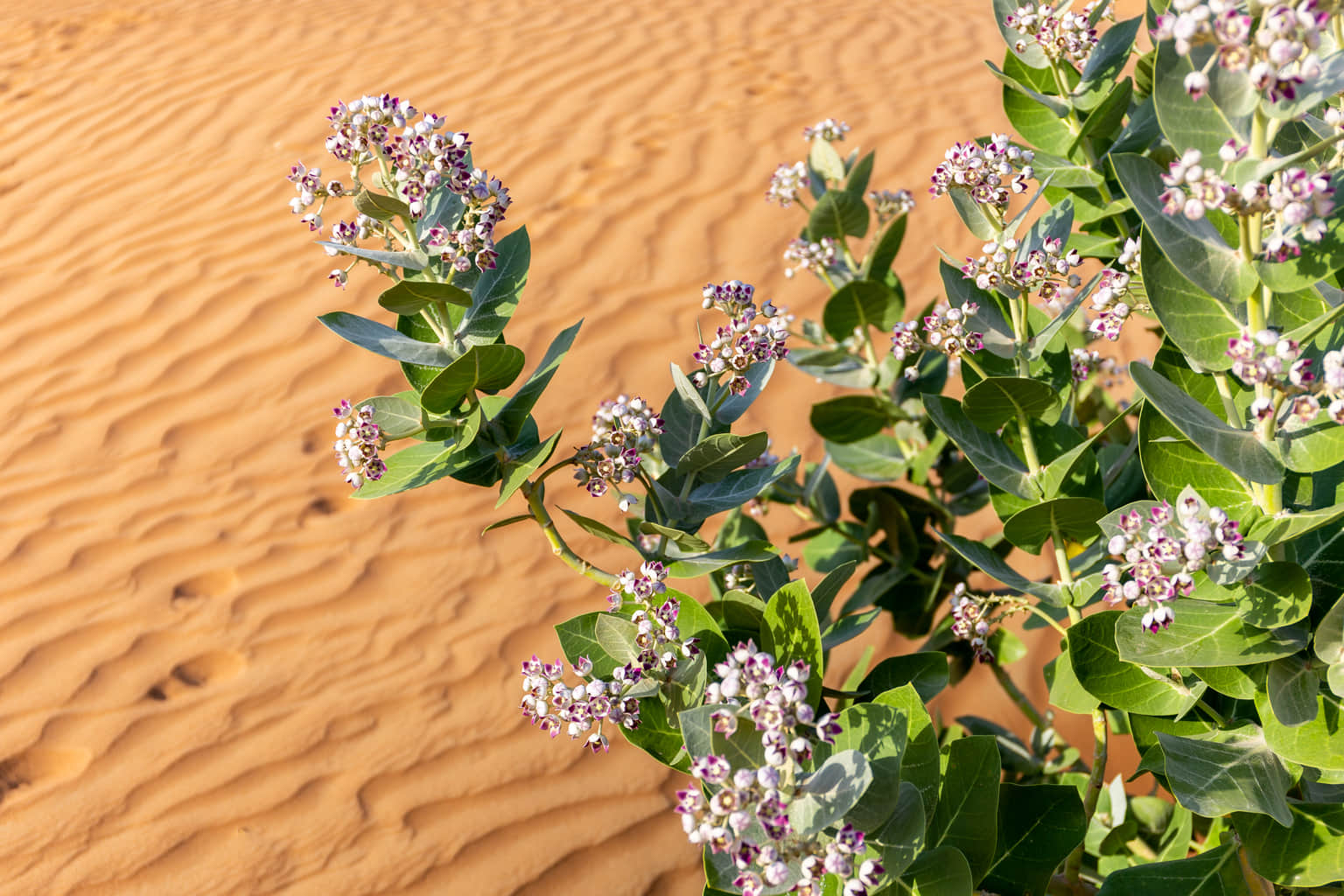 Sharjah Desert Park, <em>Dubai</em>