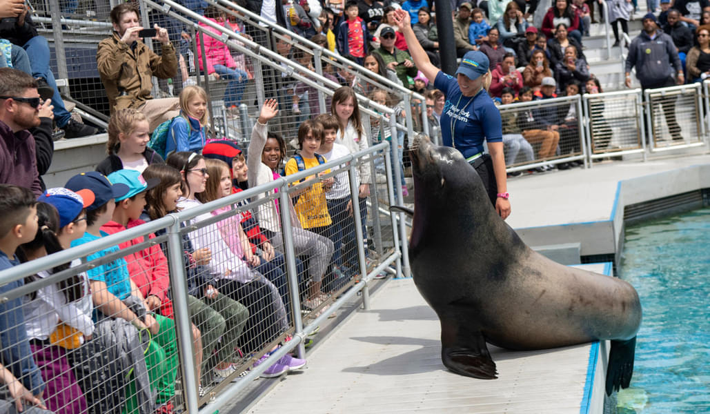 Get up close and personal with the sea lions under the keeper’s discretion