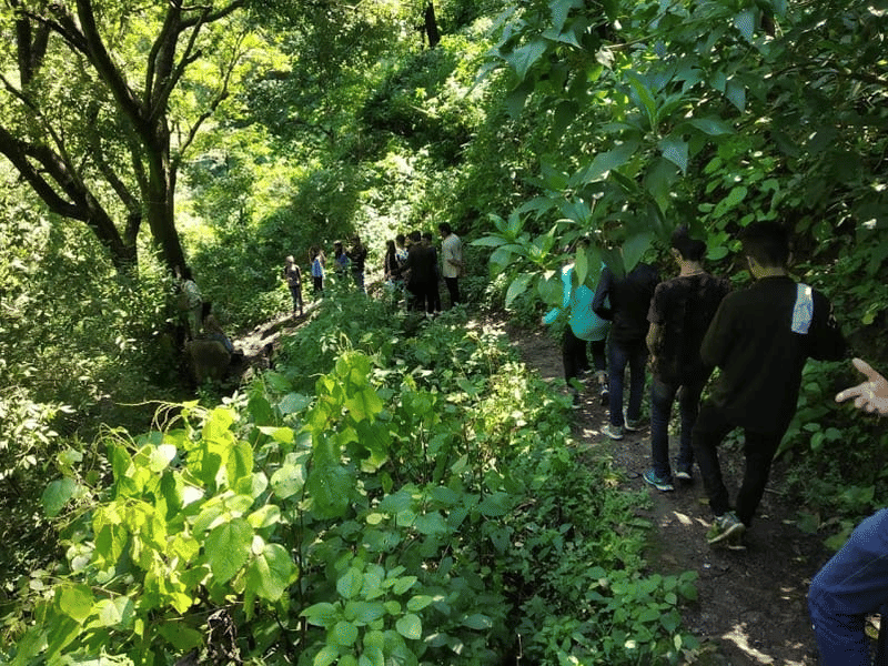 Jungle Camp Kasauli #5