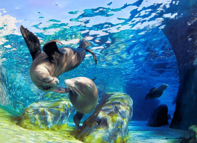 Marvel at the adorable marine creatures