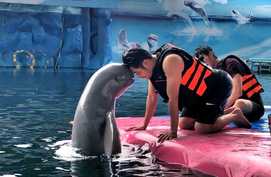 Interact with Dolphins duringt the touch pool session