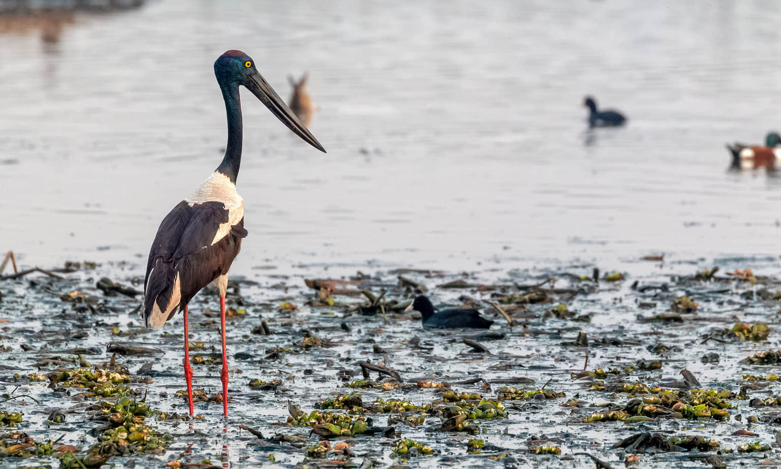 Kanwar Bird Sanctuary, Begusarai, <em>Bihar</em>