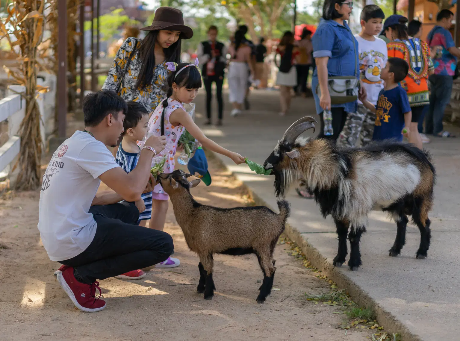 Pattaya Sheep Farm