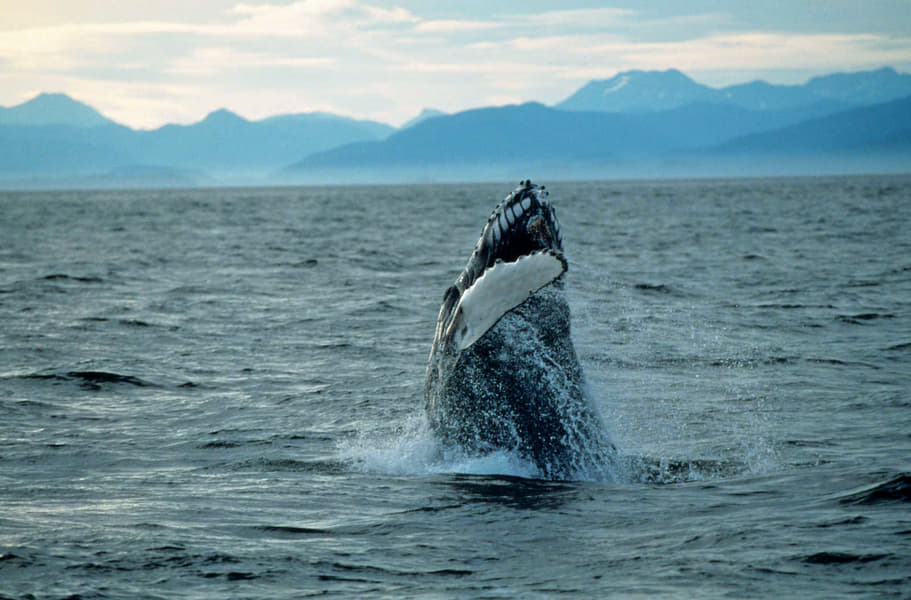 Whales & Bears of British Columbia Image