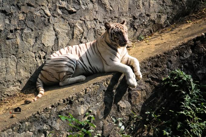 Tiger in Arignar Anna Zoological Park