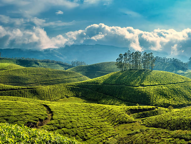 4 Days Munnar Tour Package From Cochin