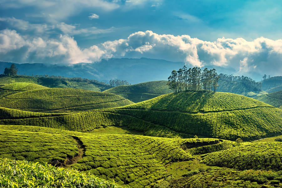 4 Days Munnar Tour Package From Cochin  Image