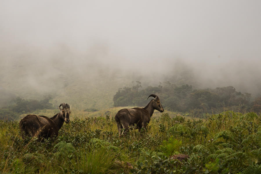 Wayanad Sightseeing Tour Image