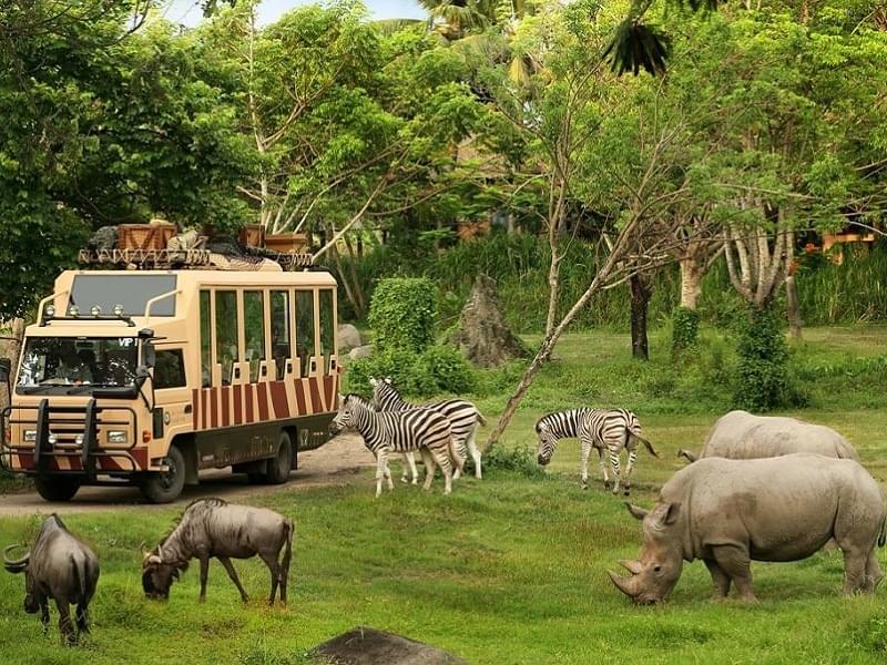 Admire the magnificent animal in the safari park
