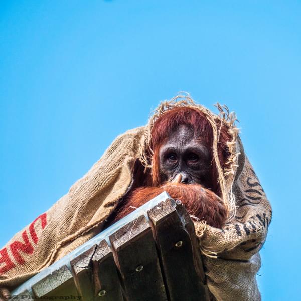 Orangutan Perth Zoo