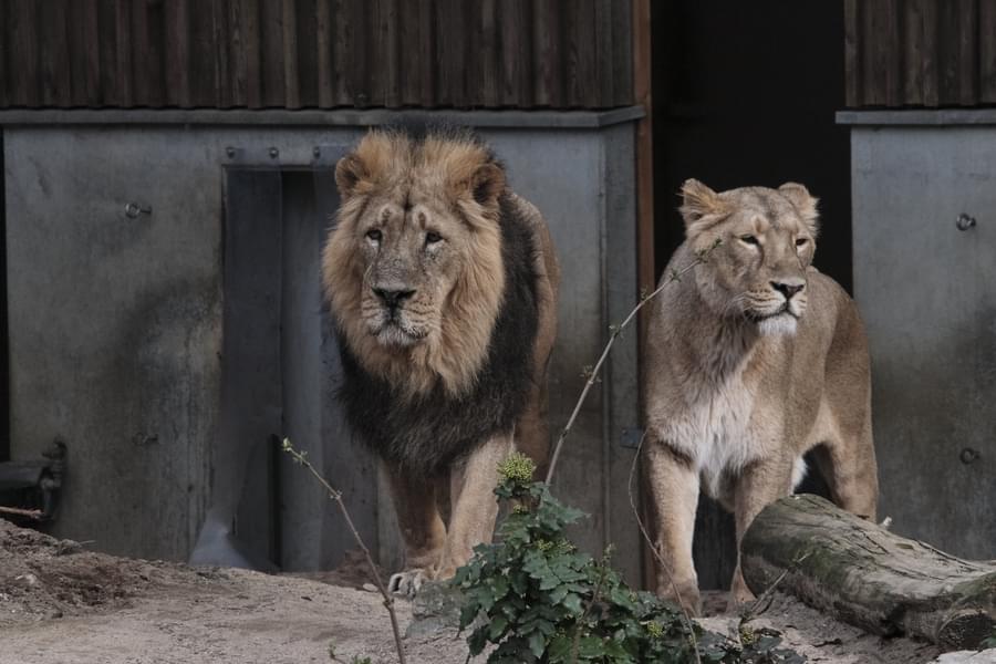 Zoo Frankfurt Tickets Image