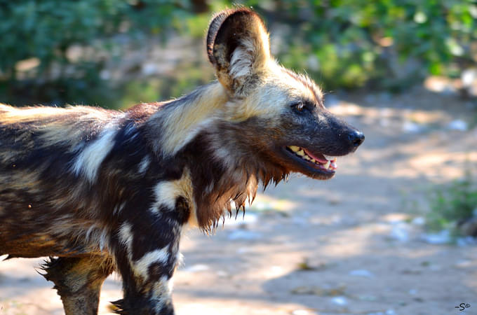 African Painted Dogs