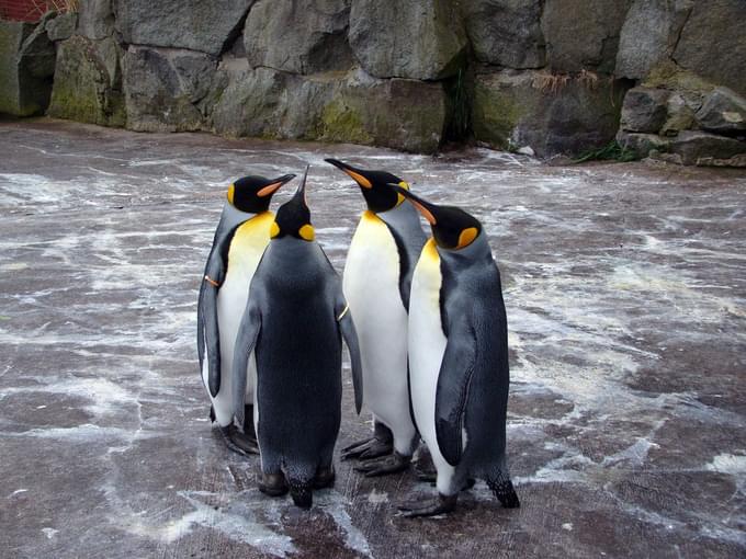 Edinburgh Zoo