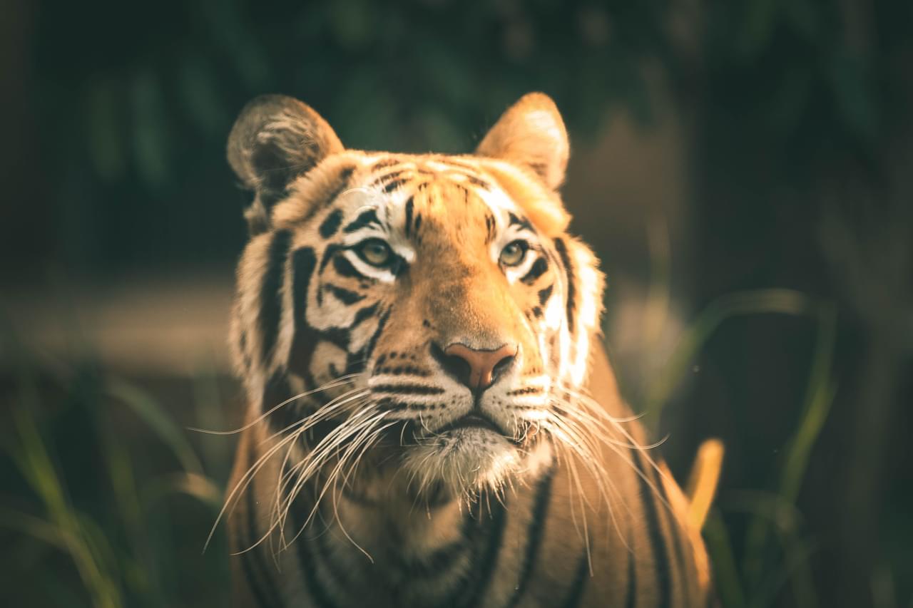 Phillips Park Zoo