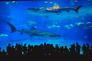 L2yhpu8okz9uu8ltday9x8mlz7ua 1627114619 shutterstock 1935581788