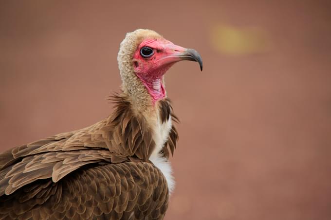 Hooded Vulture