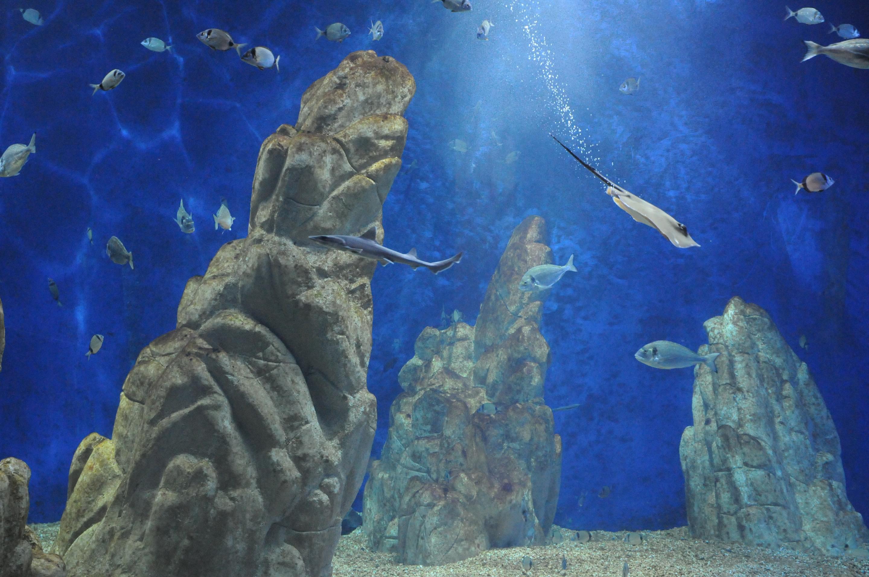 Acquario di Cala Gonone Overview