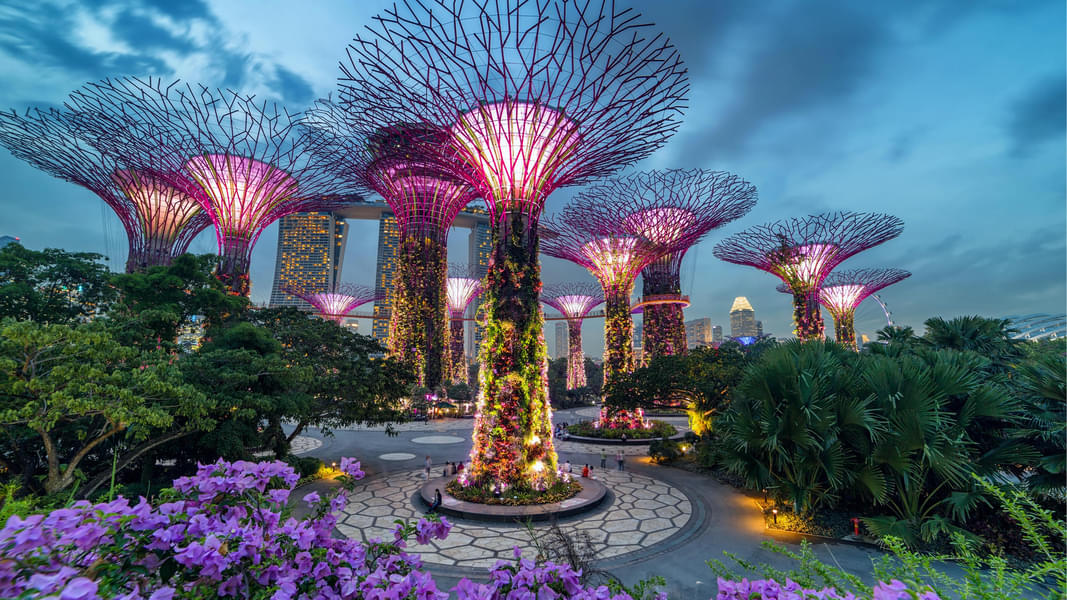 Admire the beautiful Supertrees in Gardens By the Bay